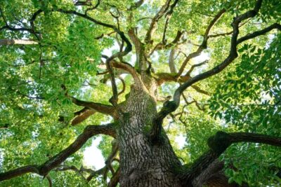 Opstelling Verbinden met je voorouders